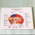 thumbnail image 3 of Modèle Anatomique Humain Naturel Grand Cerveau Pituitaire points de Couleur Fonction de Démonstration Cerveau Cervelet Cerveau, 3 of 5