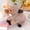 GRAY, variant on Cute Realistic Wild Boar Plush Toy, Soft Warthog Stuffed Animal, Kawaii Forest Wildlife Cuddle Buddy, Perfect Gift for Kids Adults Animal Lovers