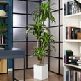 thumbnail image 4 of DR.Planzen Plantes Artificielles, Arbre Dracaena de 6 Pieds Fausses Plantes Décor Intérieur Extérieur Faux Arbre en Pot pour Déco Maison Bureau Salon Porche Patio Cadeau de Pendaison de Crémaillère Parfait, 4 of 8