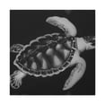 thumbnail image 2 of "Sea Turtle Reflection" - Canvas, 2 of 25