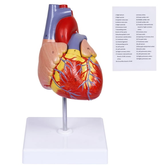 Réplica científica de tamaño natural en 2 partes del modelo de corazón humano