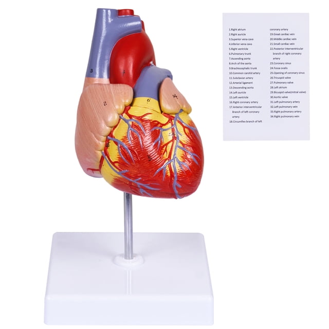 Réplica científica de tamaño natural en 2 partes del modelo de corazón humano
