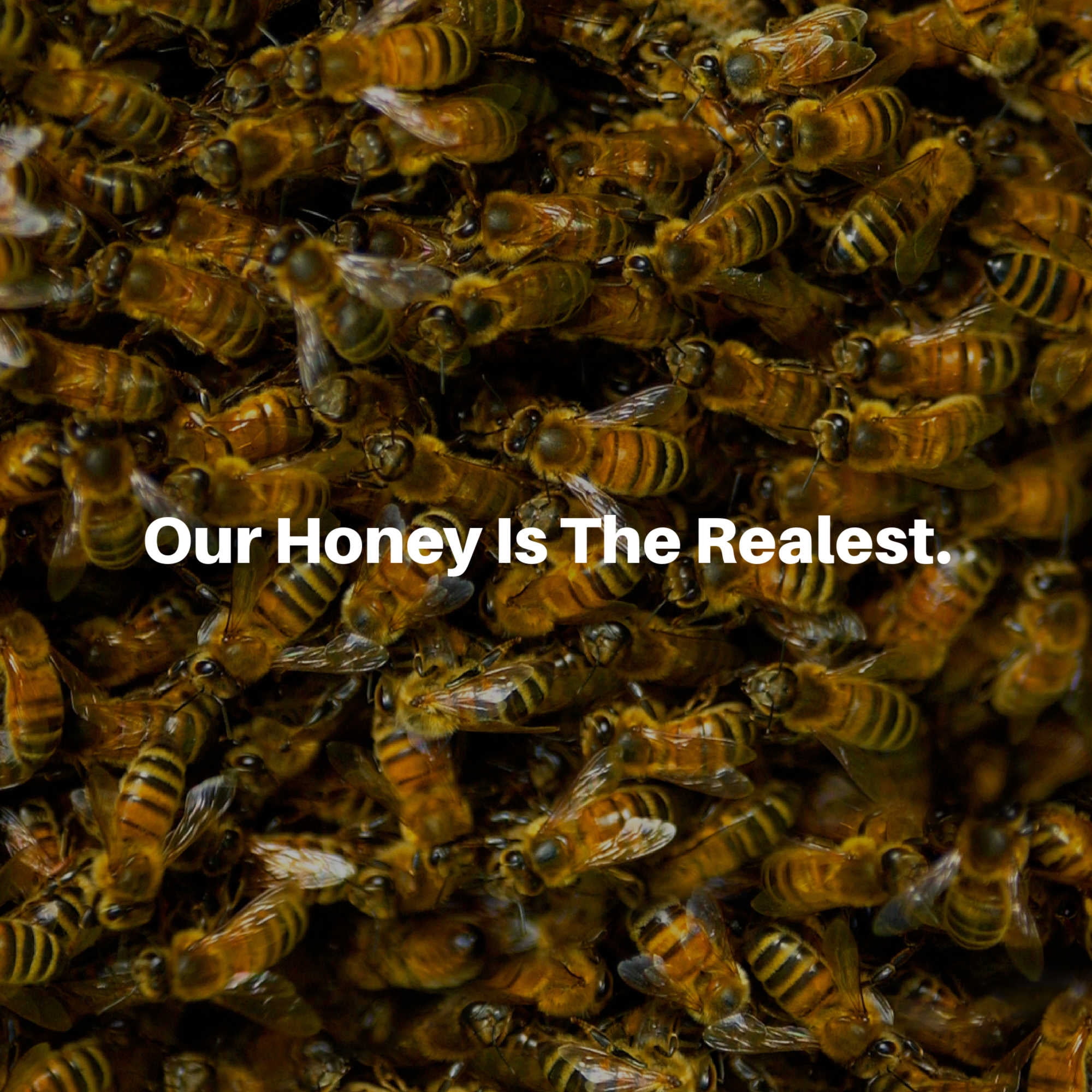 HoneyPlusCo | Mini Honey Gift Jar (24 Pcs)