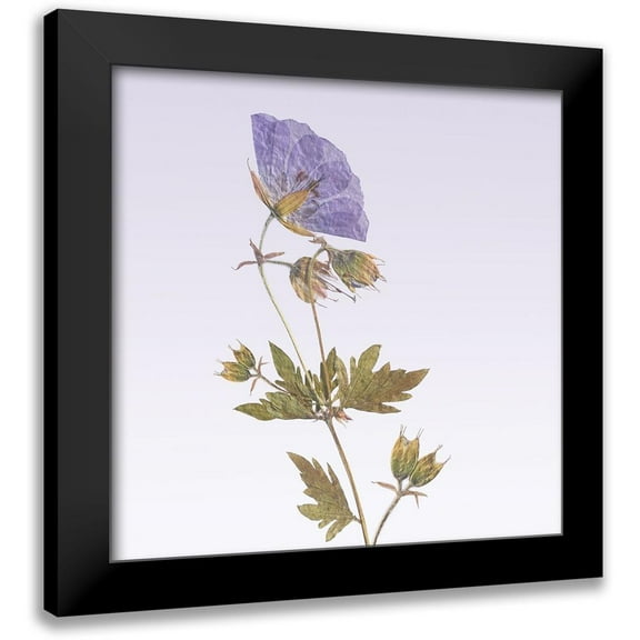 Vancura, R. 12x12 Black Modern Framed Museum Art Print Titled - Delicate Lavender Floral
