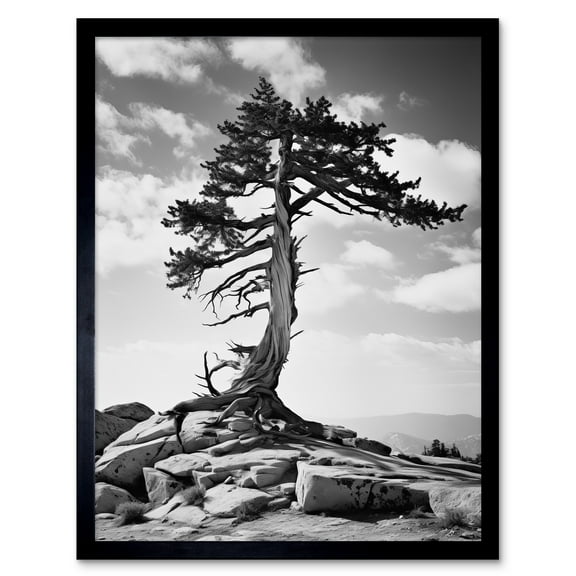 Weathered Jeffrey Pine Standing on a Rocky Hill Black and White Photograph Lone Tree Art Print Framed Poster Wall Decor 12x16 inch
