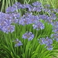 thumbnail image 2 of Dwarf Lily of The Nile - Agapanthus Peter Pan - 10 Live Plants - Evergreen Perennial, 2 of 6