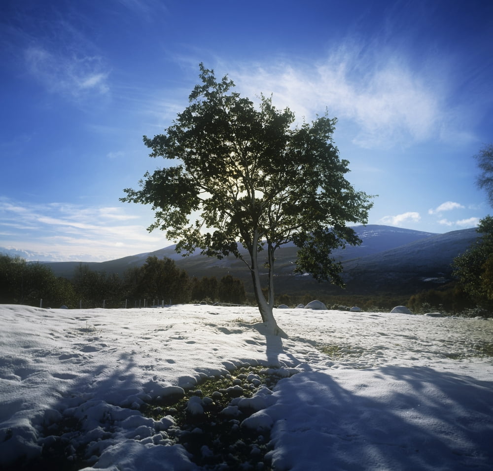 Posterazzi Tree On