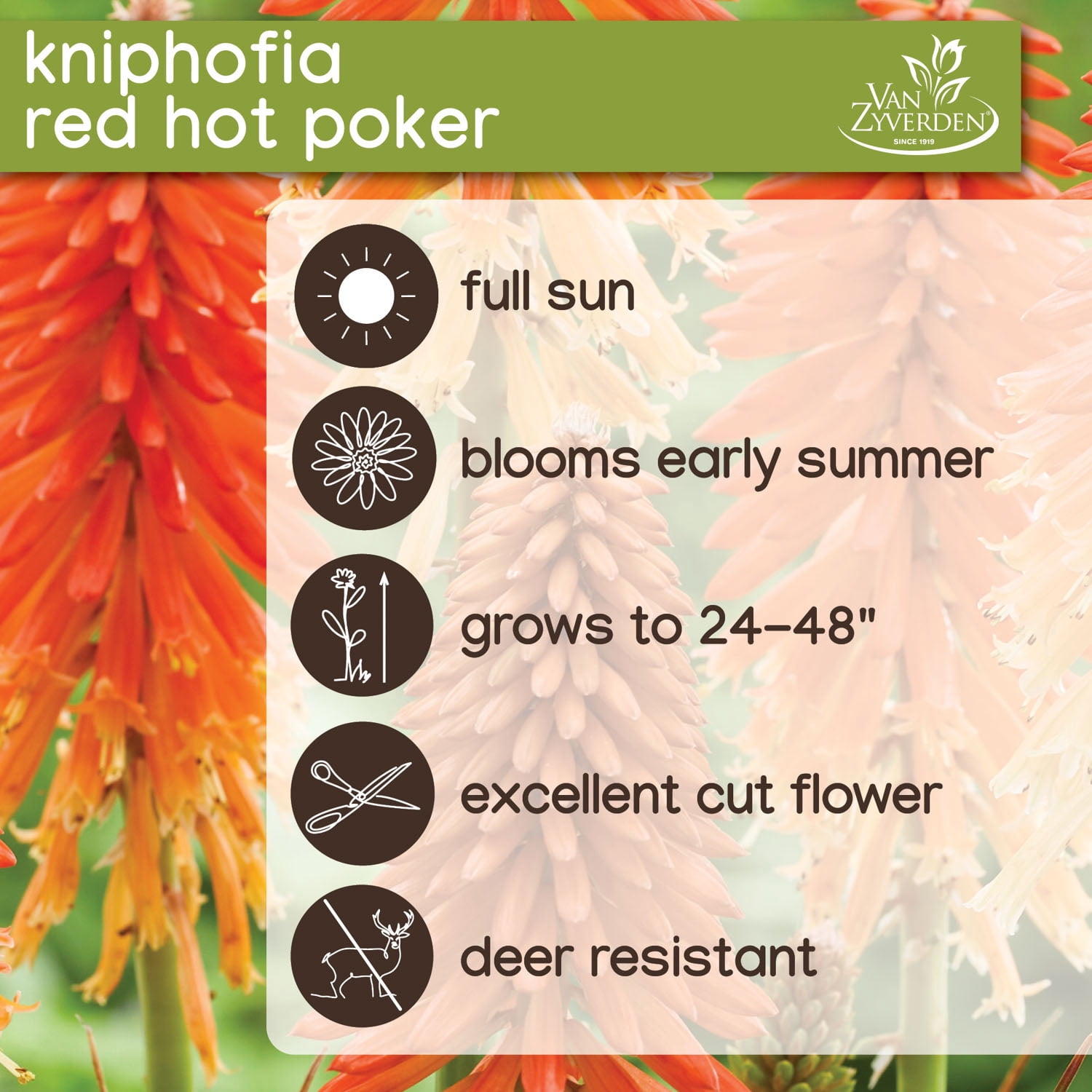 Expert Gardener Kniphofia Red Hot Poker Set of 3 Dormant Bare Roots Perennial Full Sun Orange