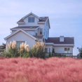 thumbnail image 3 of Outsidepride Pink Muhly Drought Tolerant Ornamental Grass Plant Seed for Full Sun - 100 Seeds, 3 of 5