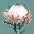 thumbnail image 2 of Isabelle Z 20x20 Black Ornate Wood Framed with Double Matting Museum Art Print Titled - Blooming King Protea, 2 of 4