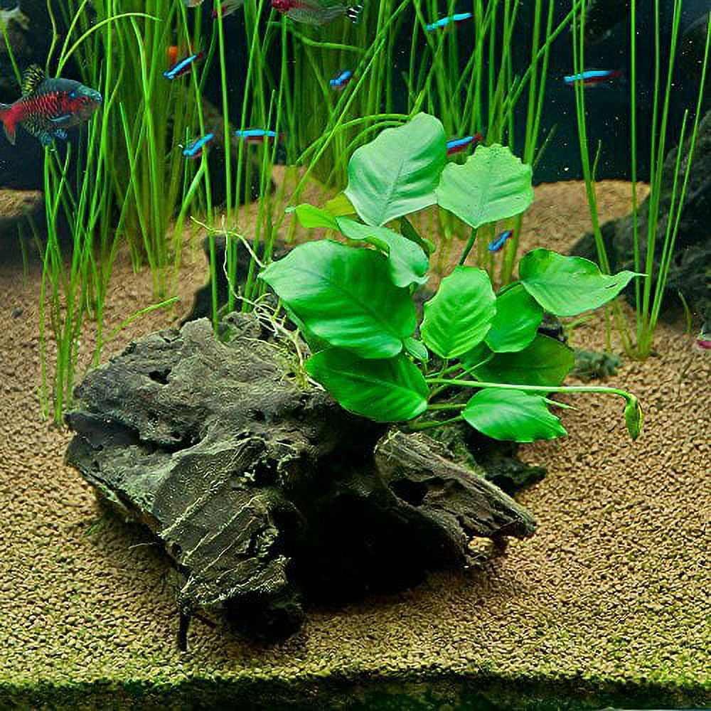 Anubia Plant on Driftwood (8-12 Inches)