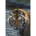 thumbnail image 2 of Portrait Of Wet Siberian Tiger Poster Print, 2 of 2