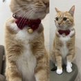 thumbnail image 5 of Collar navideño para mascotas KAIYANG 2 piezas de terciopelo con lazo navideño, 5 of 5