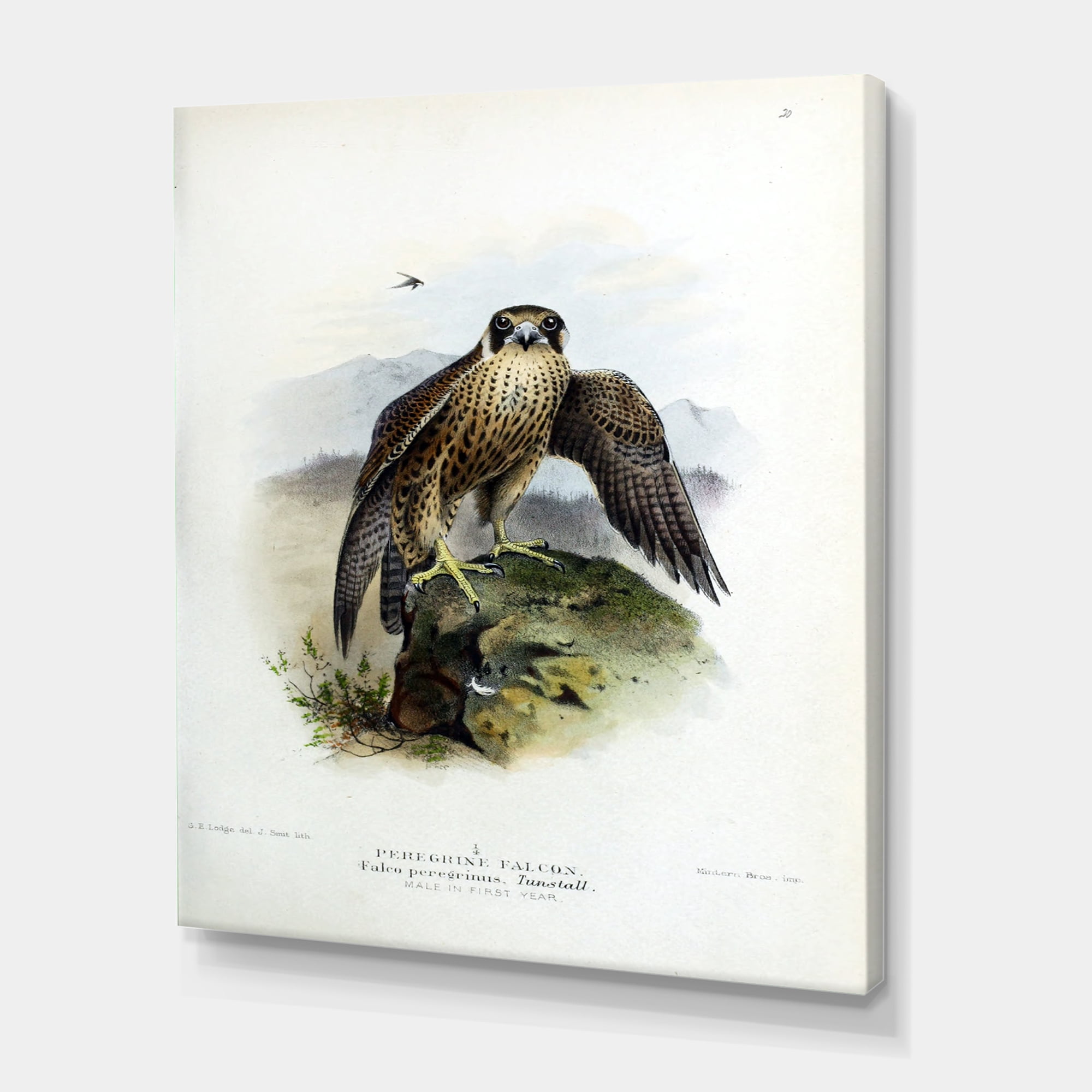 Designart ' Ancient Bird Life VIII ' Traditional Canvas Wall Art Print