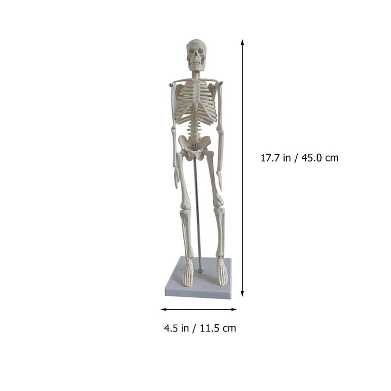 Medical Anatomical Skeleton Human Skeleton Model Scientific Model for  Anatomy - Walmart.com