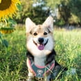 thumbnail image 3 of Pet Chest Strap Reflective Dog Harness for Outdoor Walking 1Set, 3 of 4