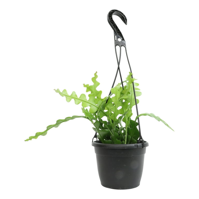 Zigzag Fishbone Cactus, Epiphyllum | 6in Hanging Pot, Full Sun, Easy Care |  Element by Altman Plants - Walmart.com