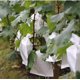 thumbnail image 4 of 100 piezas de bolsa de protección para frutas y uvas de jardín, bolsa de malla para control de plagas de flores, bolsa de barrera de red de aislamiento de insectos (180 * 200 mm, blanco), 4 of 5