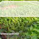 thumbnail image 2 of Cubiertas De Plantas Muross, Ojales Reforzados Con Lona De Lona Resistente, Lona De Lona De Calidad Superior Para Acampar Al Aire Libre Muyoka Hogar, 2 of 7