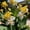 A, variant on Canna, Low Maintenance - Easy Grow - Ideal for Beds Borders, Plant Pots & Planters