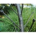 thumbnail image 4 of Kinsman 82 x 17 in. Fabulous Fun Bottle Tree, 4 of 4