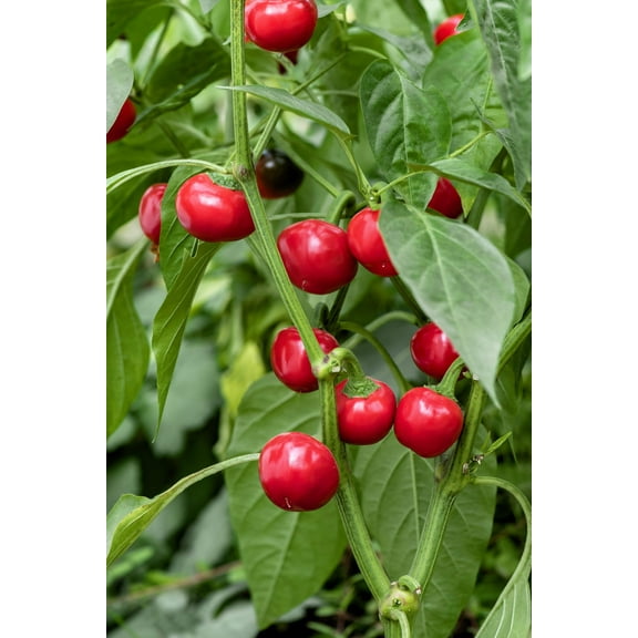 100 Seeds Red CHERRY HOTS Pepper (Finger Hots, Hot Cherry Pepper, Hot Chili Pepper, Cherry Chili Pepper, Pimienta) Capsicum Annuum Vegetable Seeds