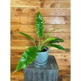 thumbnail image 3 of Philodendron Tiger Tooth, 6" Plant, The Plant Farm, 3 of 3