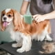 thumbnail image 4 of Cepillo para el aseo de perros y gatos. Herramienta suave para eliminar el pelo muerto con plástico, para uso en interiores y exteriores., 4 of 7