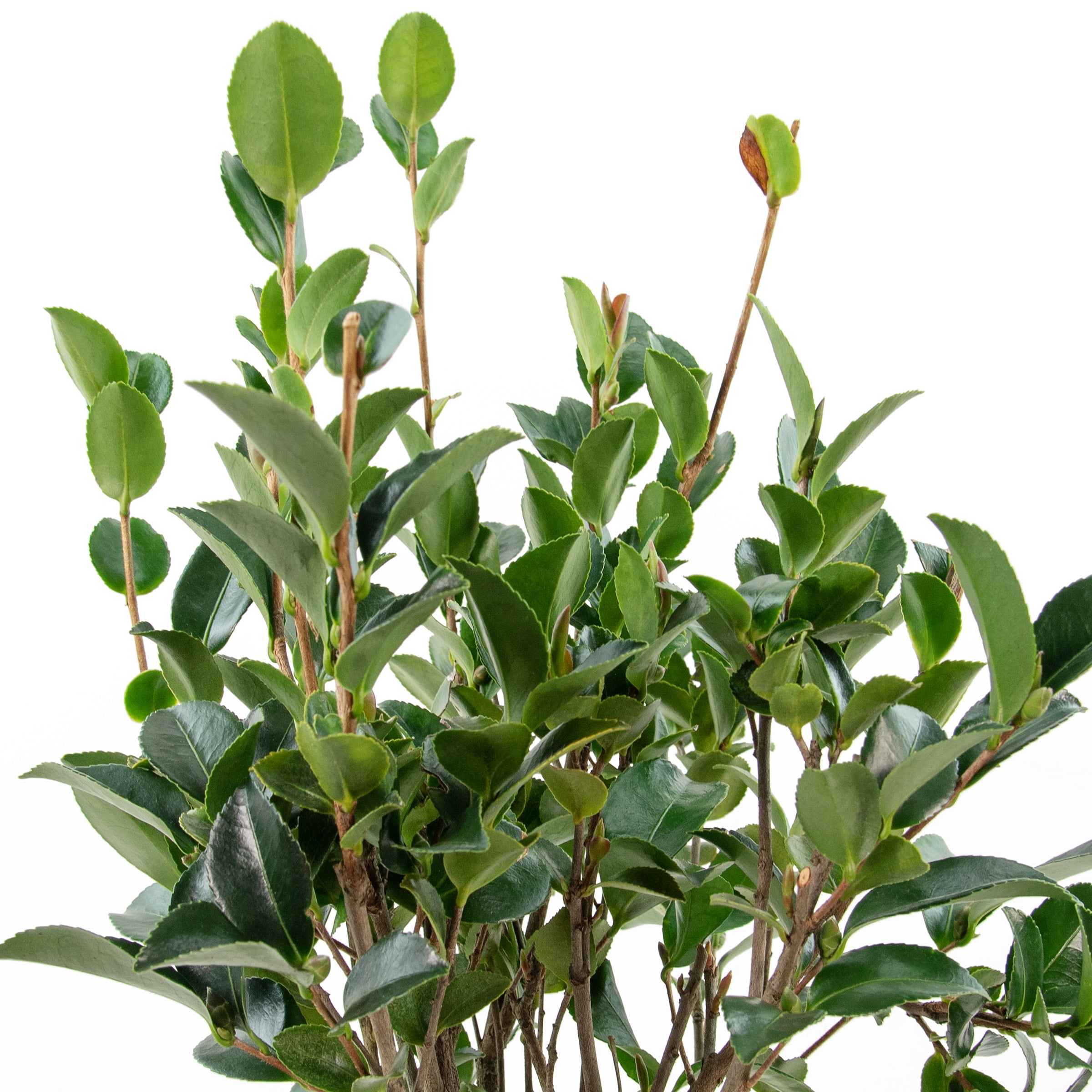 3 gal. Camellia Rose of Autumn Shrub with Pink Flowers