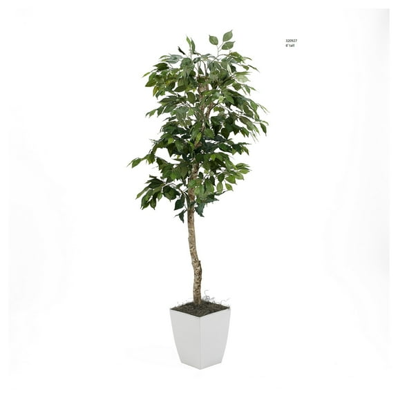 D&W Silks 6' Green Ficus Tree in White Square Metal Planter