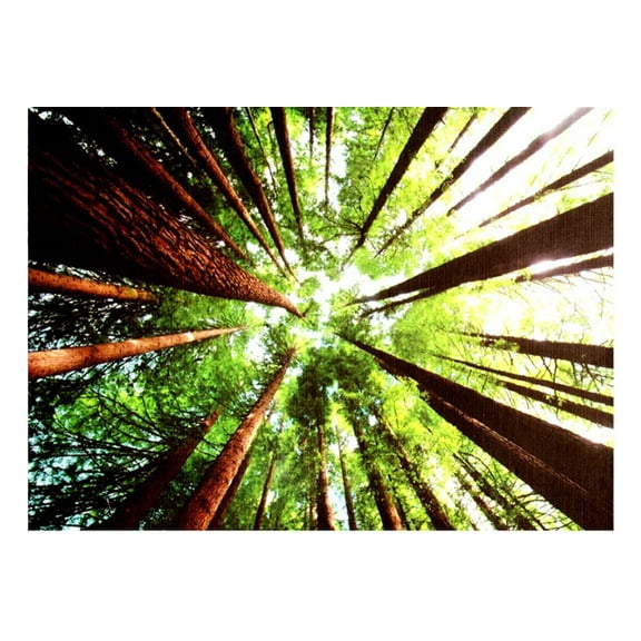 1000 Piece Puzzle - Beech Forest, Great Ocean Road, Australia