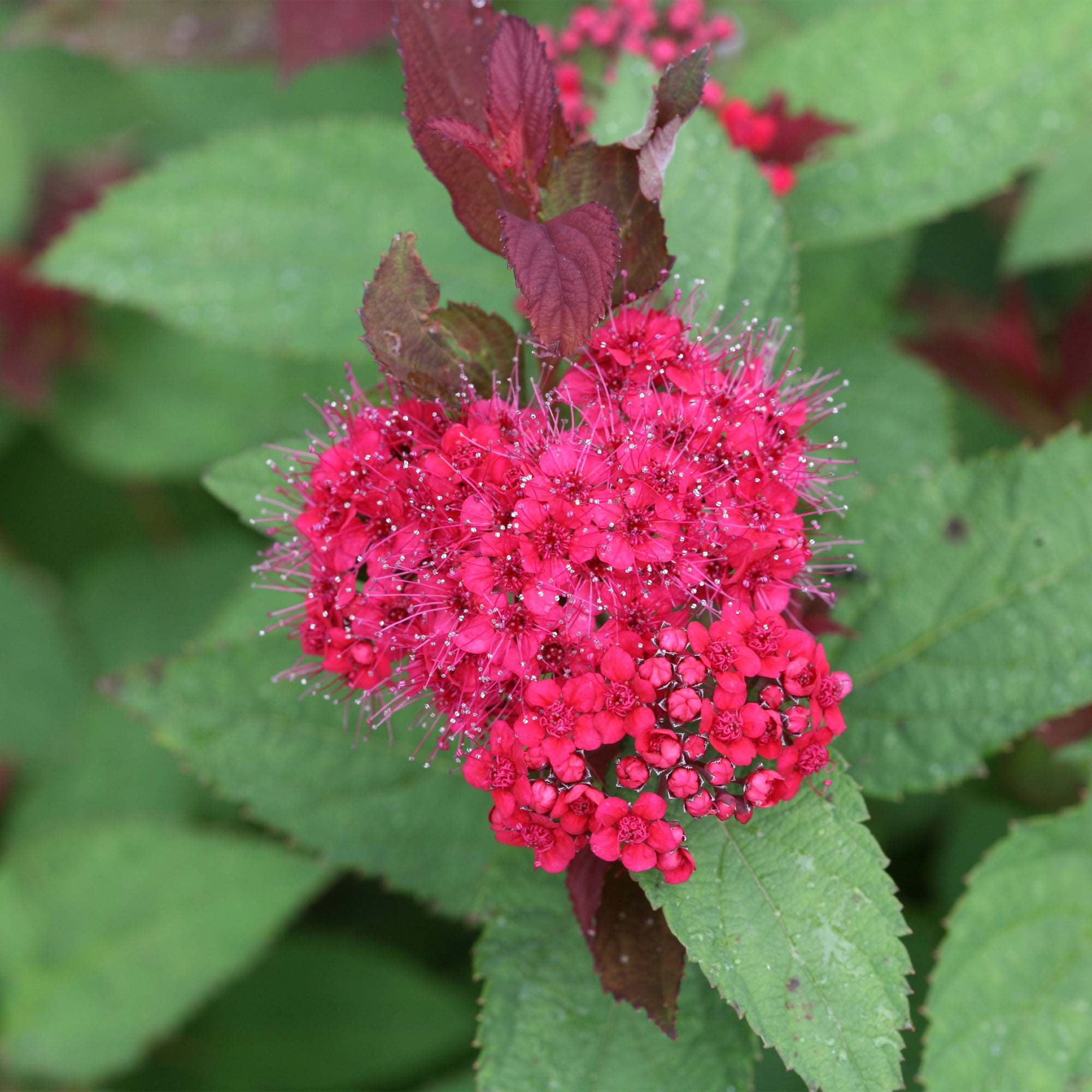 Proven Winners ColorChoice Double Play Doozie Spirea Live Shrub (2 Gallon)