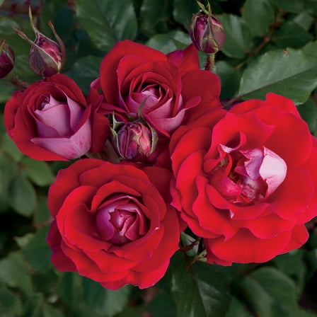 Heirloom Roses 1 gal Red Rose Bush Live Shrub, Lightly Fragrant