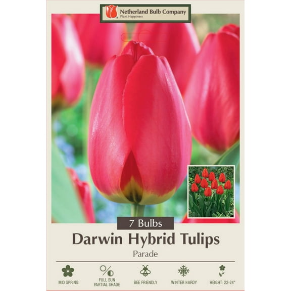 Parade Darwin Hybrid Tulip - Vivid Red-Orange - 12/  cm Bulbs -7 Bulbs