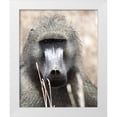thumbnail image 3 of Dana Underdahl 12x14 White Modern Wood Framed Wall Art Titled - Baboon Portrait I, 3 of 5