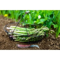 10 Mary Washington Live Asparagus Bare Root Plants - 2yr Crowns