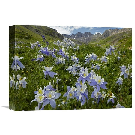 Global Gallery Colorado Blue Columbine Flowers in American Basin Colorado Wall