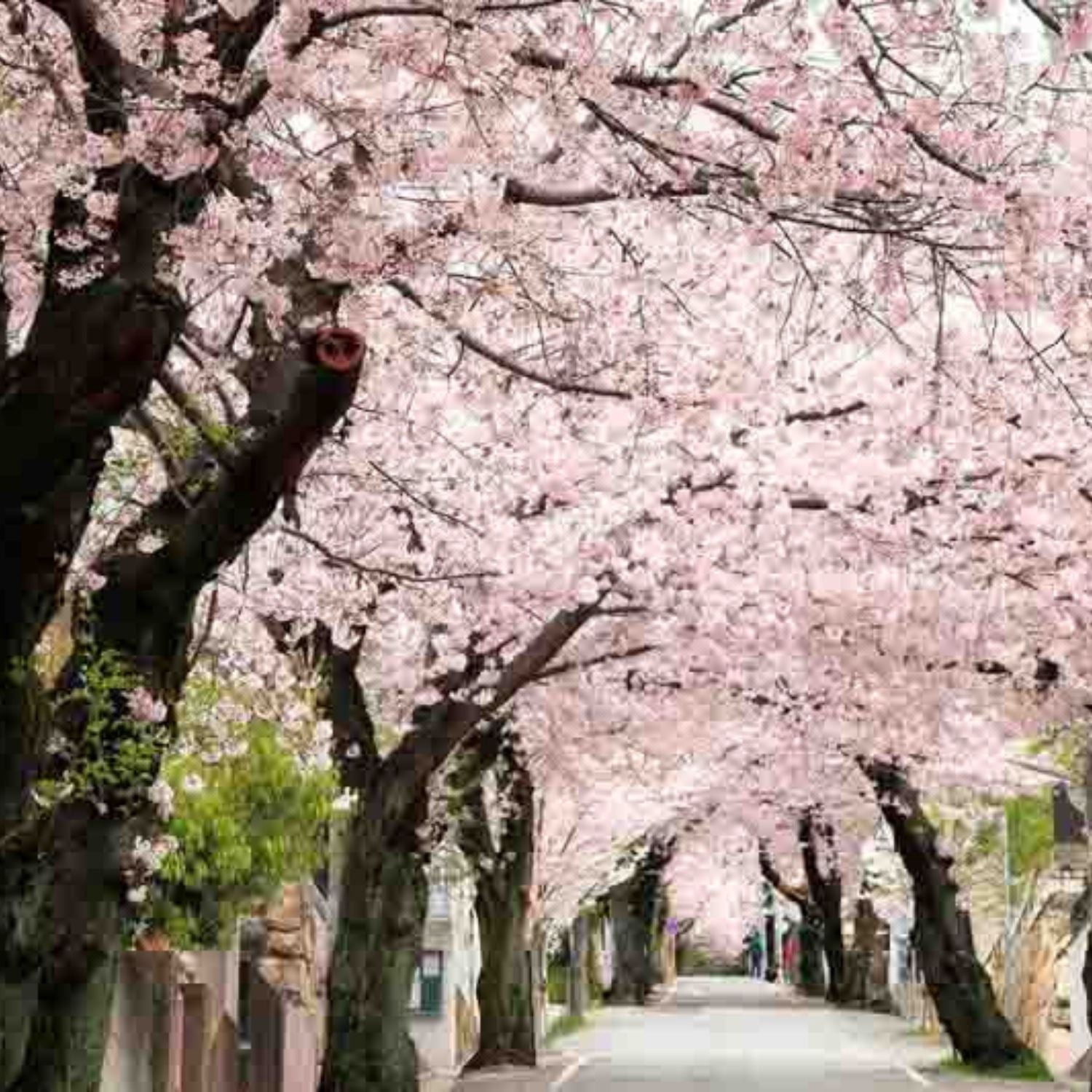 Expert Gardener 3-4 ft tall Yoshino White Flowering Cherry Live Tree in 7-Gallon Grower Pot