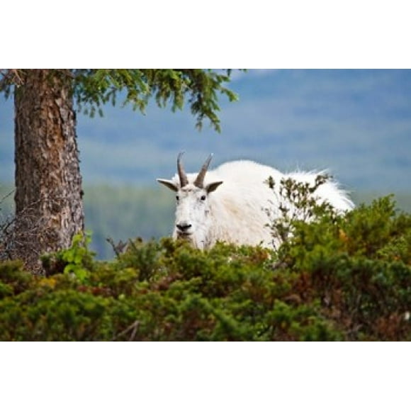 Alberta, Jasper National Park, Mountain Goat wildlife Poster Print by Larry Ditto (26 x 18)
