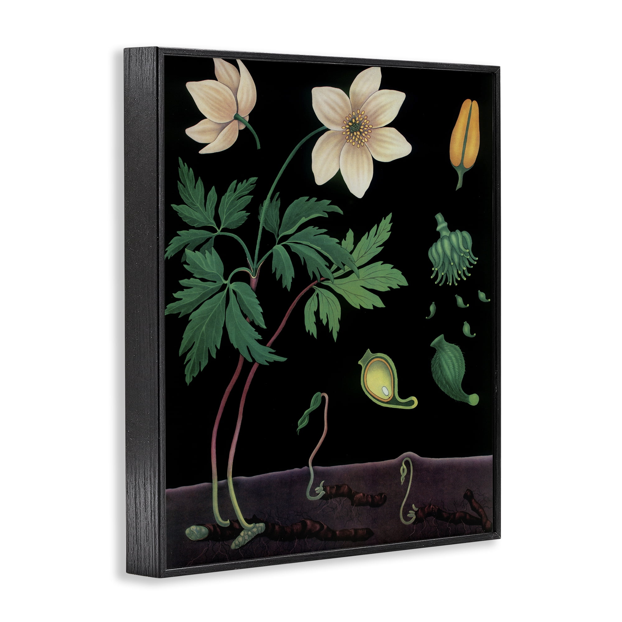 Stupell Industries Sprouting Wildflower Illustrations Black Framed Giclee Art, design by Vintage Hustle