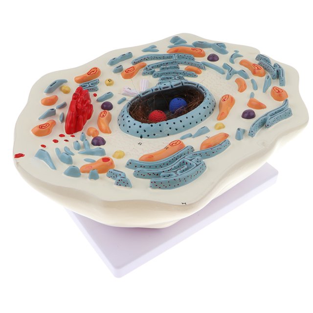 Modelo Anatómico Microestructural de Células de Animal Ampliación 20000X Herramienta de Enseñanza Escolar Sunnimix Estatua de estructura celular animal