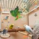 thumbnail image 5 of Juguetes para periquitos de pájaros, percha para pájaros, jaula para pájaros, hamaca, escondite de coco con escalera, campana colgante, columpio, juguete colgante para masticar para periquit, 5 of 5