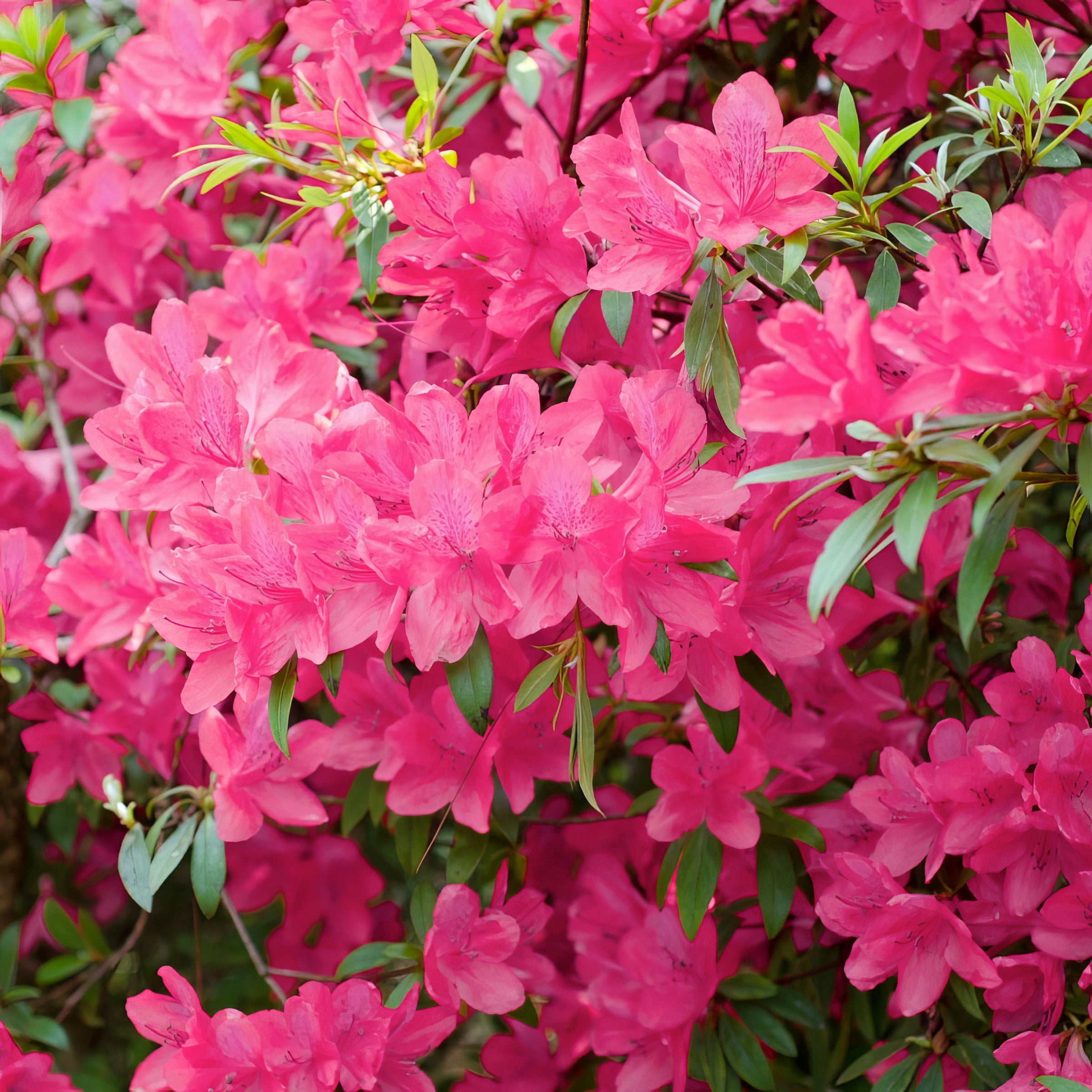 3 gal. Azalea Chinzan Flowering Shrub with Pink Blooms