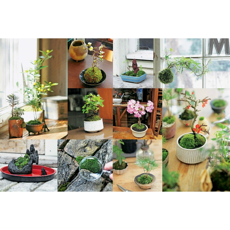 Akadama, Substrate for Bonsai, Terrarium Kit, Kokedama Kit, Potting Soil,  Kokedama, Bonsai, Bonsai Soil, Gardening, Planting 