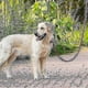 thumbnail image 2 of Dog Slip Lead,125cm Extremely Durable Strong Dog Training Leash Rope Adjustable Pet Lead Leash For, 2 of 5