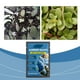 thumbnail image 5 of Acidificante floral para plantas de interior y exterior | Solución concentrada de nutrientes | Mejora el crecimiento y la acidez del suelo | Botella de 100 ml, 5 of 5