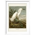 thumbnail image 2 of Art.com Pl 242 Snowy Heron Art Print by John James Audubon, White Frame Wall Art, 17" x 23", 2 of 5