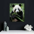 thumbnail image 4 of Nawypu  Canvas Print Wall Art Giant Panda Chewing on Bamboo Shoot Animals Wildlife Photography Modern Art Tropical Scenic Relax/Calm Multicolor Colorful for Living Room, Bedroom, Office -, 4 of 4