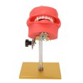 thumbnail image 5 of Modelo De Dientes De Enseñanza Dental, Modelo De Dientes De Enseñanza Dental Soporte De Modelo De Dientes De Exhibición De Demostración De Acero Inoxidable, 5 of 5