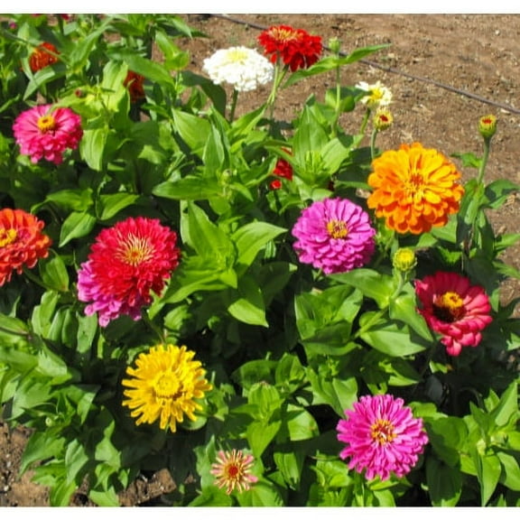 Seed Kingdom 5000 Zinnia California Flower Seeds